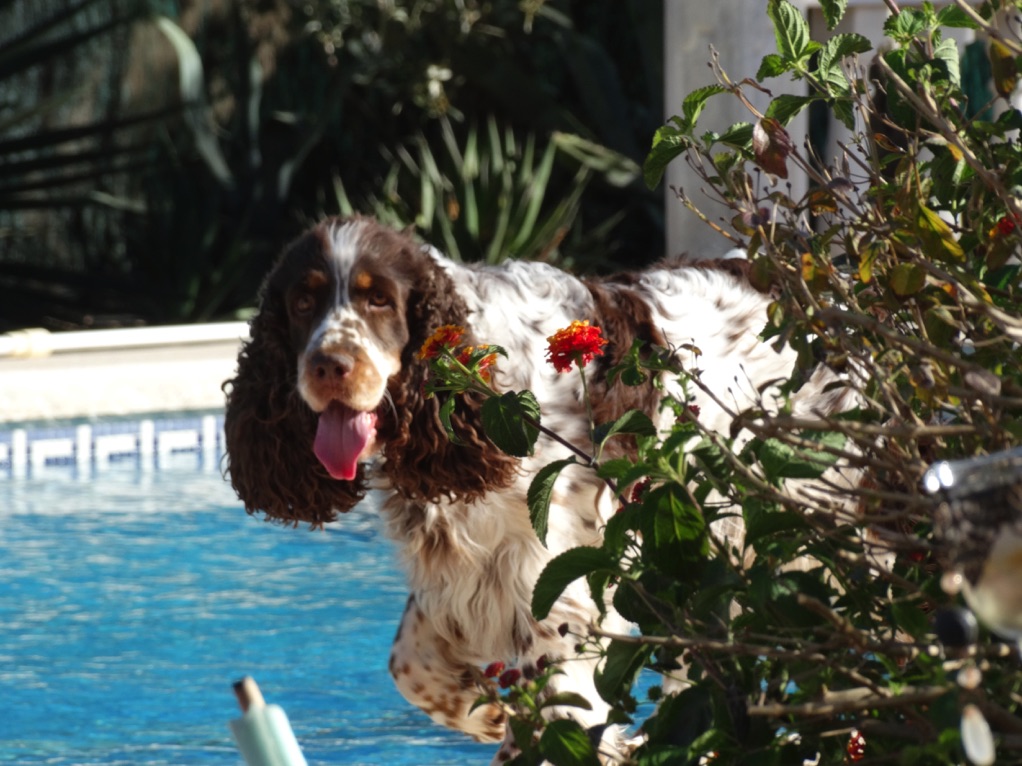 News 2020 Englisch Springer Spaniels Jimdo Page